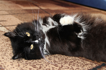 Image showing Black cat laying on carpet in room. Lazy pet at home