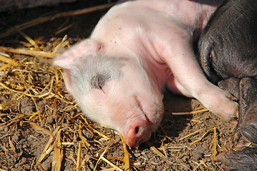 Image showing Pink piglets bask in sun and sleep embracing