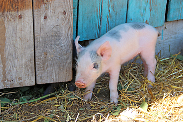 Image showing Small piglet running jolly on farm yard