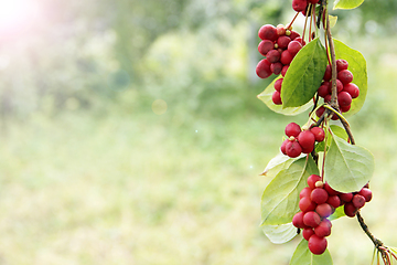 Image showing Ripe fruits of red schizandra with green leaves hang in sunny rays in garden