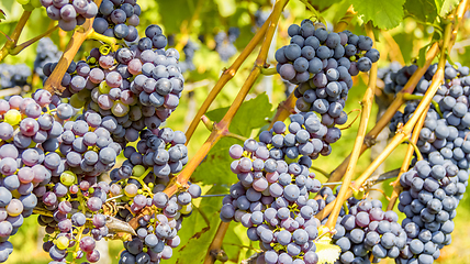 Image showing blue grapes closeup