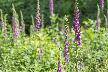 Image showing common foxglove flowers