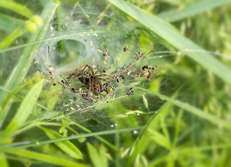 Image showing funnel-web spider