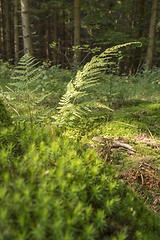 Image showing sunny forest scenery