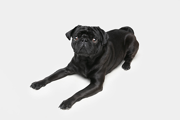 Image showing Studio shot of pug dog companion isolated on white studio background