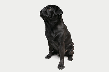 Image showing Studio shot of pug dog companion isolated on white studio background