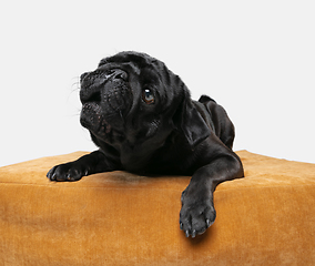 Image showing Studio shot of pug dog companion isolated on white studio background