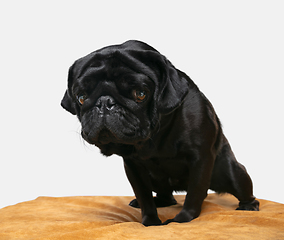 Image showing Studio shot of pug dog companion isolated on white studio background