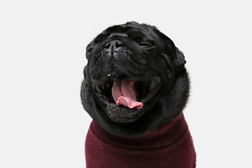 Image showing Studio shot of pug dog companion isolated on white studio background