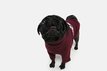 Image showing Studio shot of pug dog companion isolated on white studio background