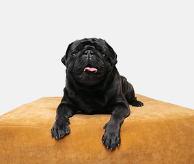 Image showing Studio shot of pug dog companion isolated on white studio background