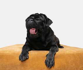 Image showing Studio shot of pug dog companion isolated on white studio background