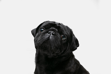 Image showing Studio shot of pug dog companion isolated on white studio background