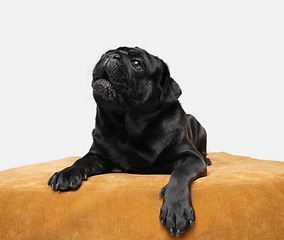 Image showing Studio shot of pug dog companion isolated on white studio background