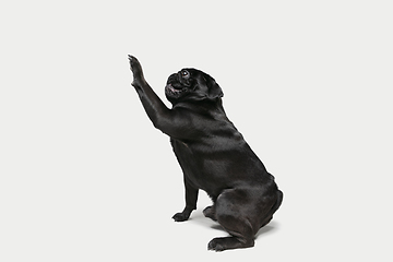 Image showing Studio shot of pug dog companion isolated on white studio background