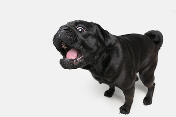 Image showing Studio shot of pug dog companion isolated on white studio background