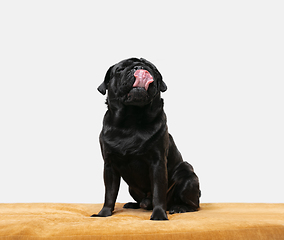 Image showing Studio shot of pug dog companion isolated on white studio background