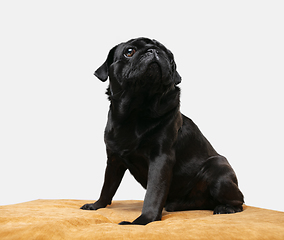 Image showing Studio shot of pug dog companion isolated on white studio background