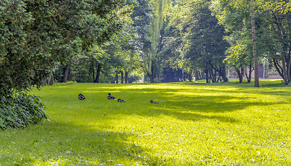 Image showing Wild ducks in idyllic park scenery