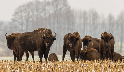 Image showing European Bison herd resting in snowy field