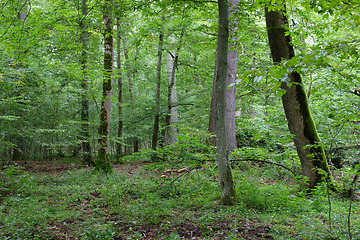 Image showing Oak tree and broken hornbeam lying