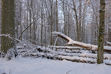 Image showing Wintertime landscape of snowy deciduous stand