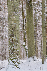 Image showing Wintertime landscape of snowy deciduous stand