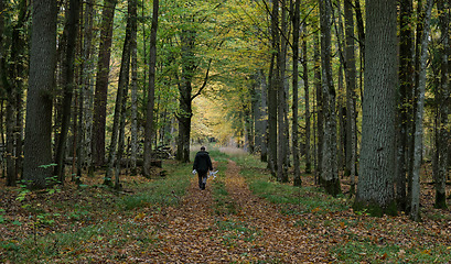 Image showing Sciencist walking into forest