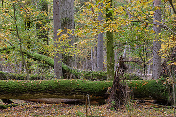 Image showing Autumnal deciduous tree stand with hornbeams