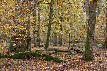 Image showing Autumnal deciduous tree stand with hornbeams and oaks