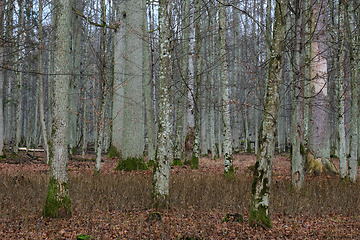 Image showing Broken tree remains in springtime and oak trees