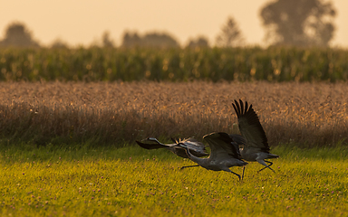 Image showing Take off cranes in summer