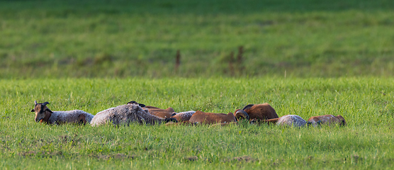 Image showing Goat herd resting in meadow