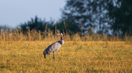 Image showing Common Cranes(Grus grus) in summertime