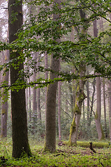 Image showing Deciduous stand with hornbeams and oaks