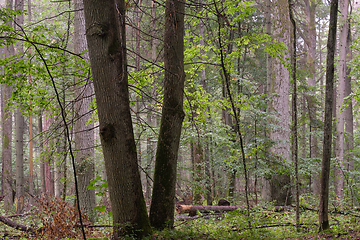 Image showing Deciduous stand with hornbeams and oaks