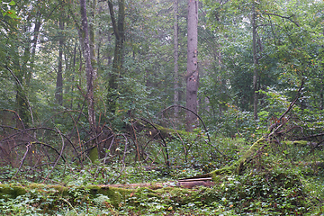 Image showing Old hornbeam tree lying in summertime forest
