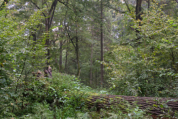 Image showing Old oak tree lying in summertime forest