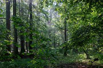 Image showing Springtime deciduous tree stand with hornbeams and oaks