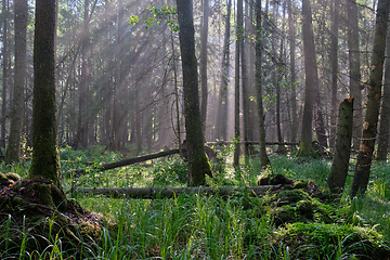 Image showing Sunbeam entering rich deciduous forest