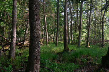 Image showing Springtime deciduous tree stand with hornbeams and oaks