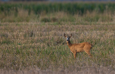 Image showing Roe Deer(Capreolus capreolus) male looking forward