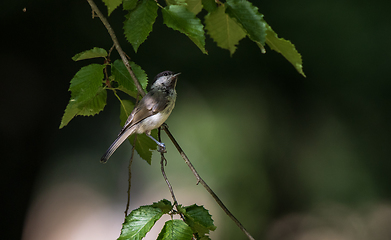 Image showing Marsh Tit(Poecile palustris) in summer