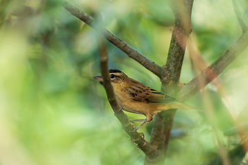 Image showing Sedge warbler (Acrocephalus schoenobaenus) in bush