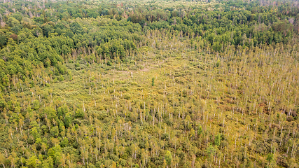 Image showing Topl view of swampy tree stand