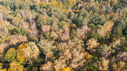 Image showing Polish part of Bialowieza Forest to east