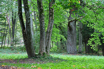 Image showing Autumnal deciduous tree stand with hornbeams and oaks