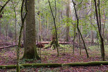 Image showing Deciduous stand with hornbeams and oaks