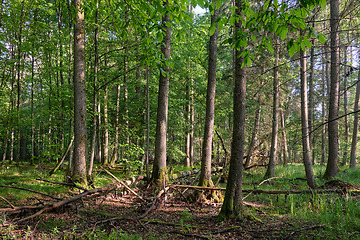 Image showing Springtime deciduous tree stand with hornbeams and oaks