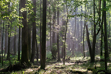 Image showing Sunbeam entering rich deciduous forest